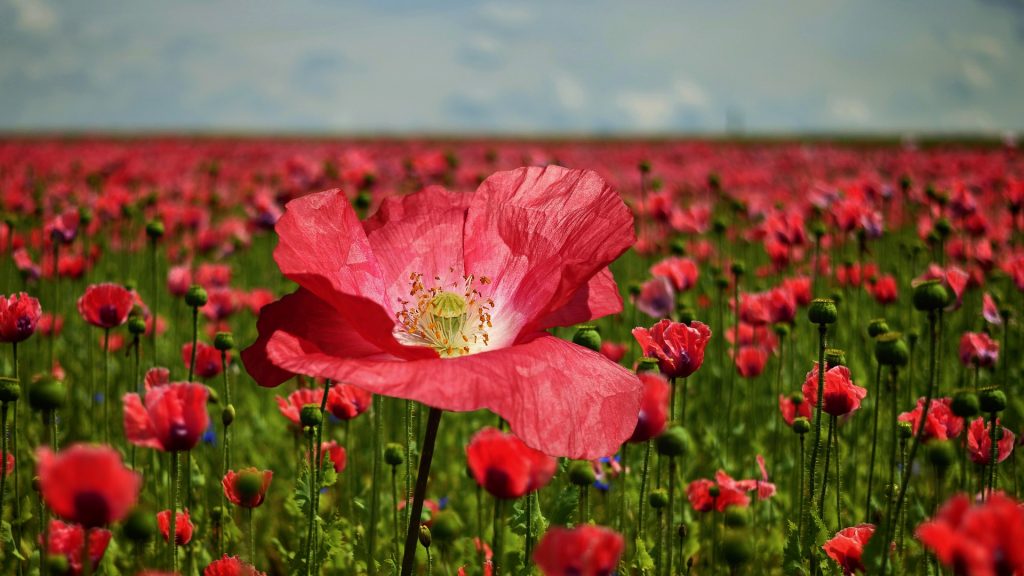 poppy-2447327_1920